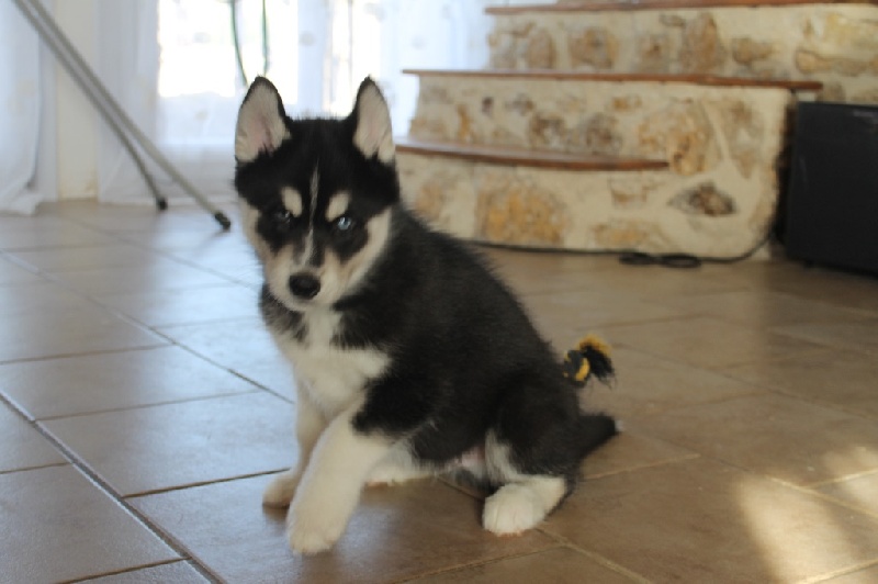 Chiot Elevage Du Pays Cr ois eleveur de chiens Siberian Husky