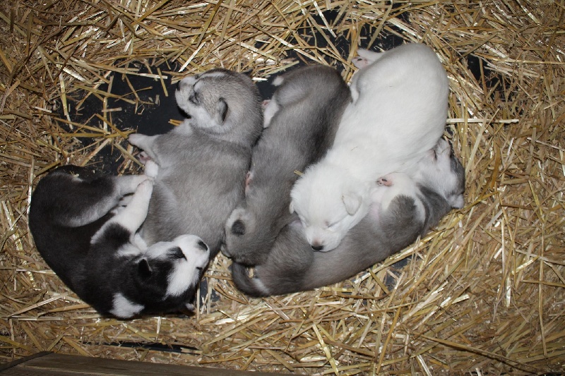 Du Pays Créçois - Siberian Husky - Portée née le 17/04/2013